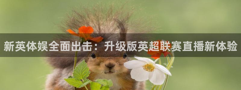 新英体娱全面出击：升级版英超联赛直播新体验
